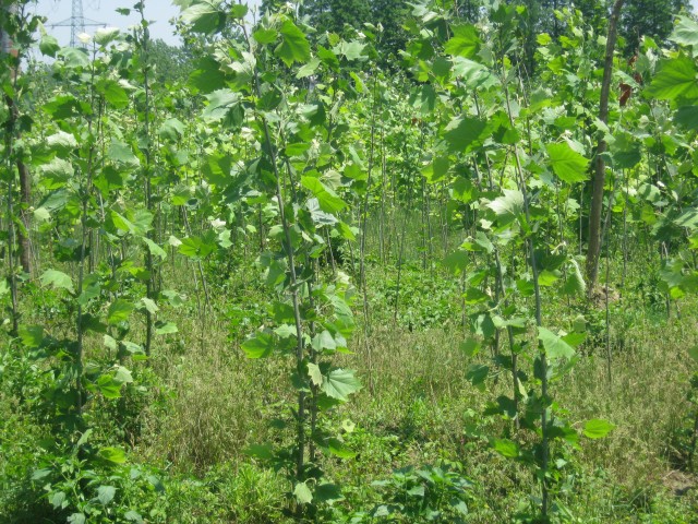 ������ͩ��