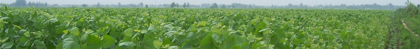 ����ͼƬ��